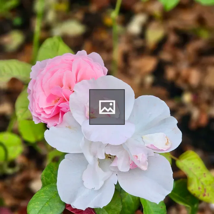 Pair of Roses in Bloom