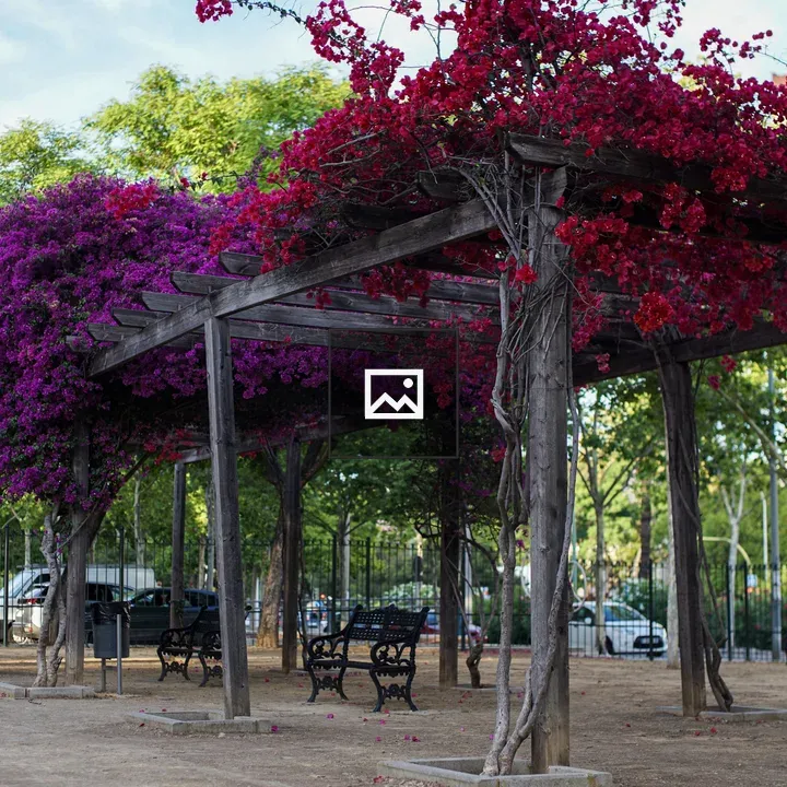 Wooden Pergola with Bougainvillea