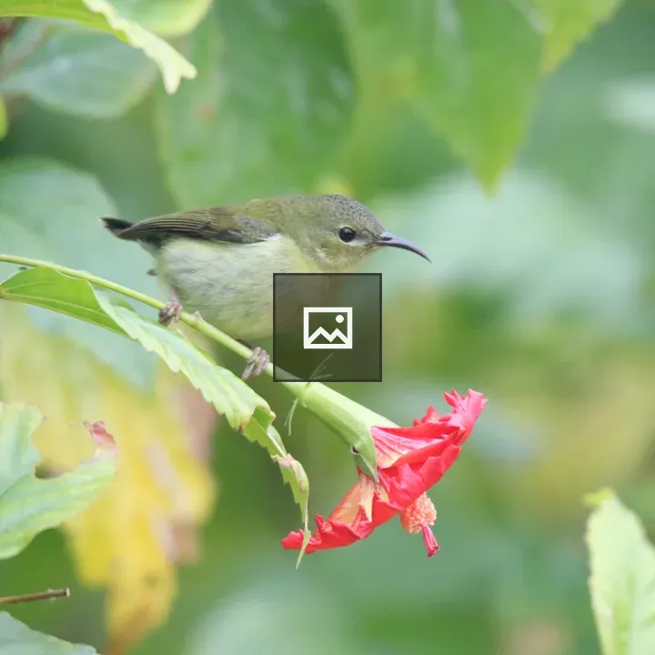 Female fork-tailed sunbird on hibiscus