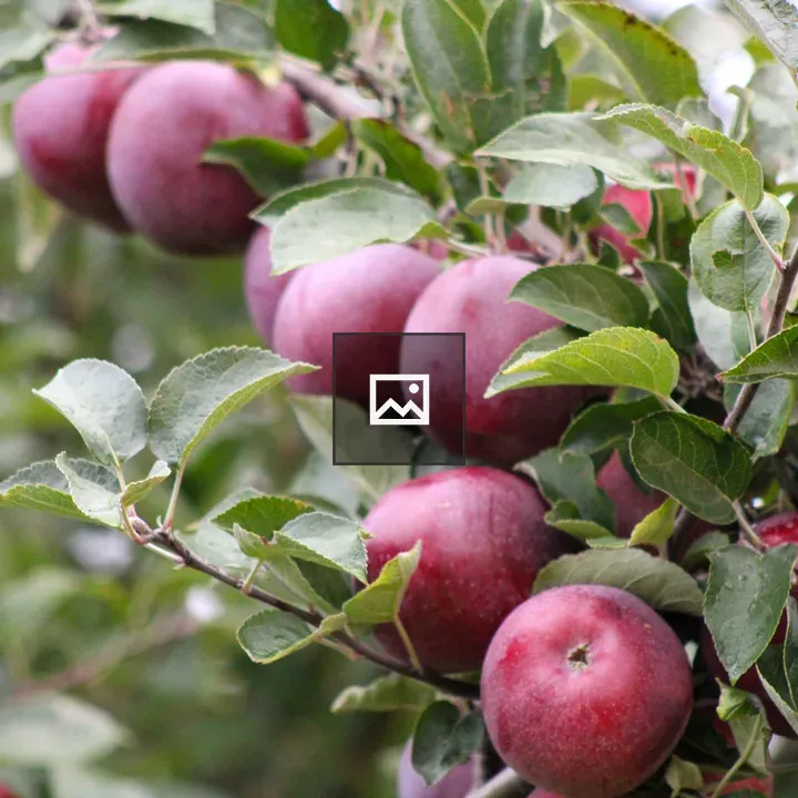 Apples on tree in Huron