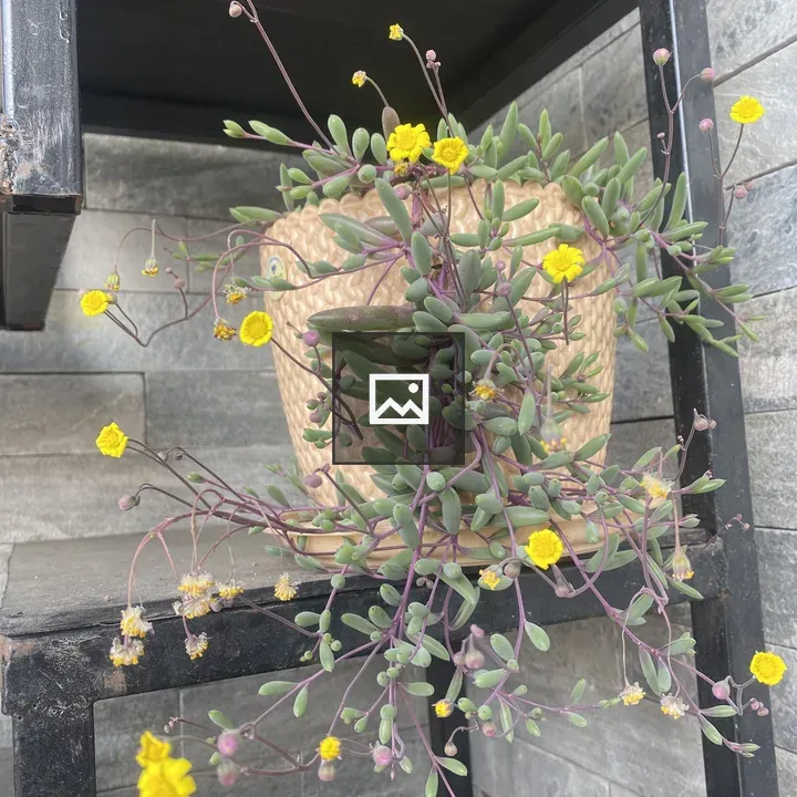 Potted succulent on metal shelf