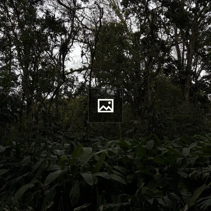 Dense tropical forest in Costa Rica