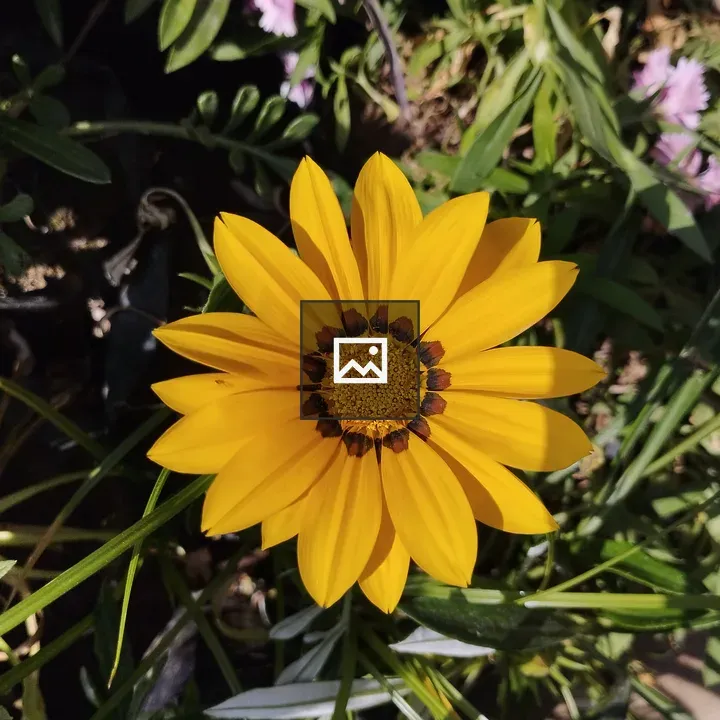 Sunflower with Purple Flowers