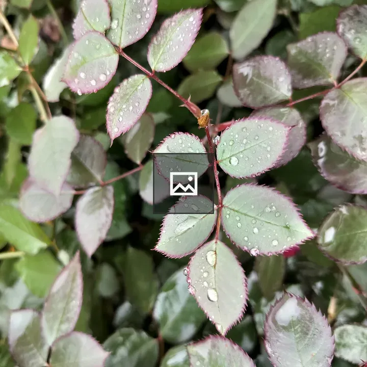 Dew on Rose Leaf