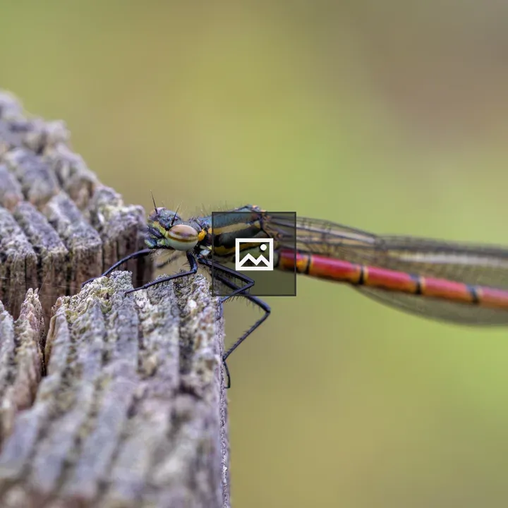 Large red damselfly on a wooden pole