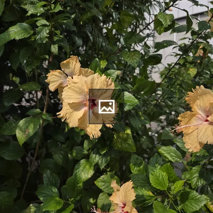 Yellow hibiscus in garden