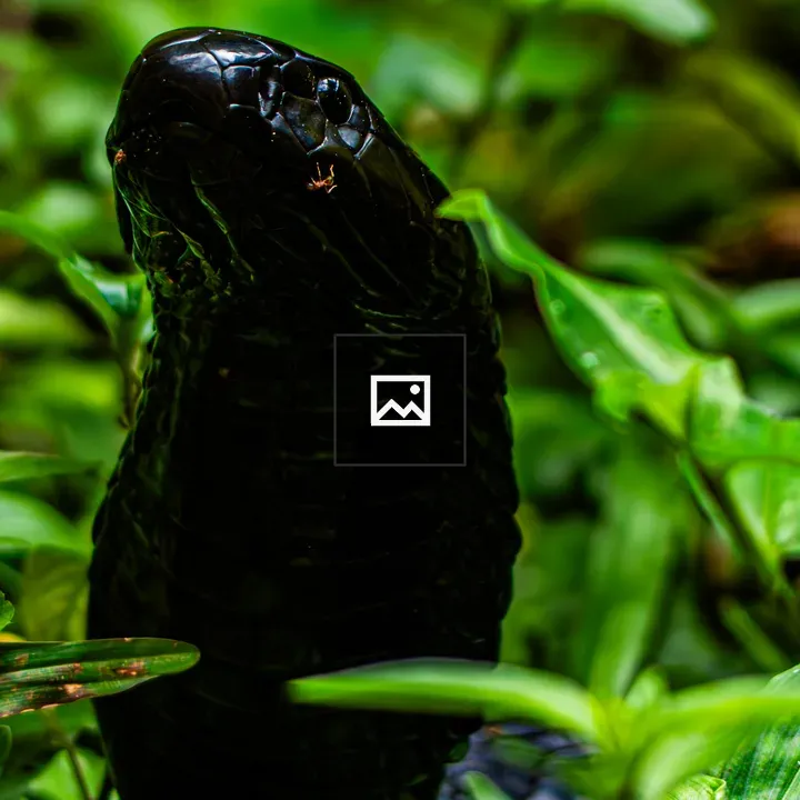 Forest Cobra Close-Up Head and Neck