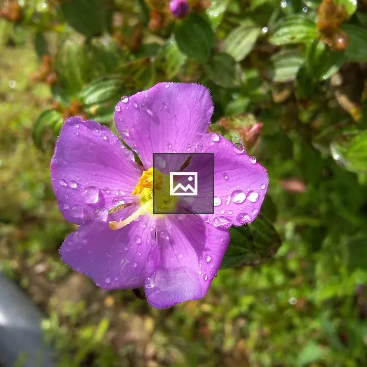 Flower with morning dew
