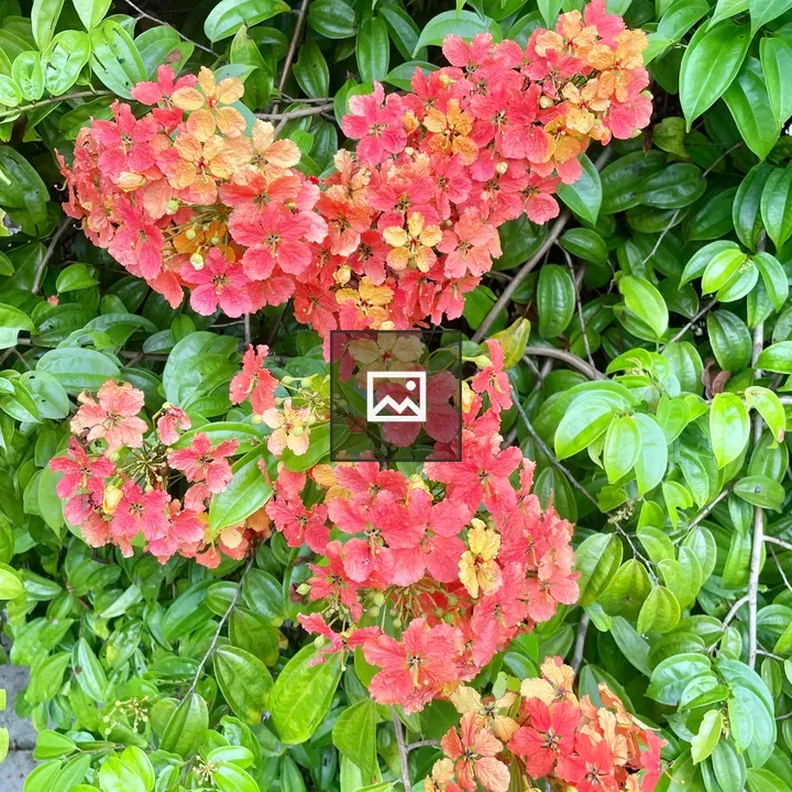 Phanera flowers in garden