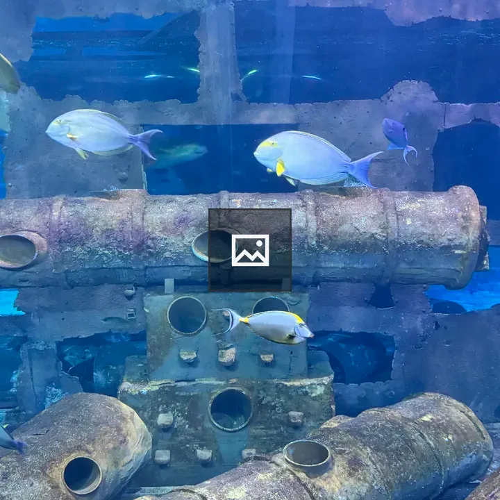 Tropical Fish Swim Around Rusted Cannons