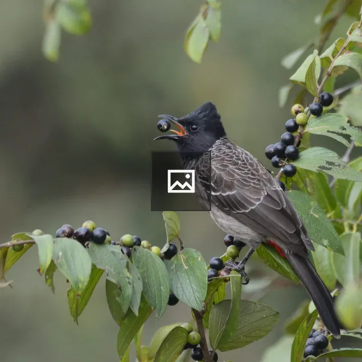 Bulbul Bird with Berry