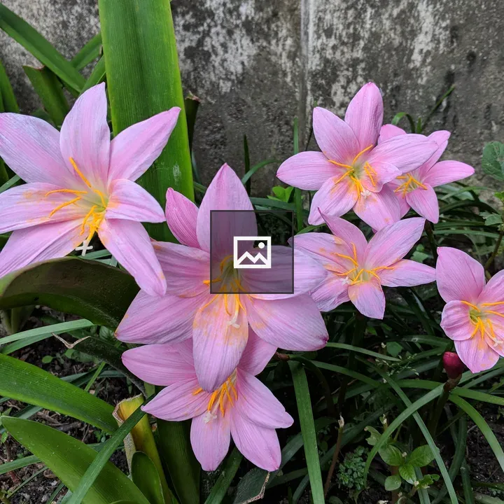 Pink Rail Lily