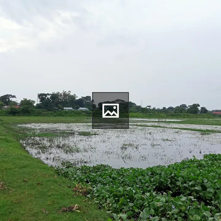 Wetland with Grass and Pole