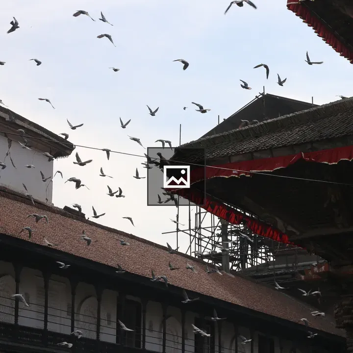Pigeons at Kathmandu Durbar Square
