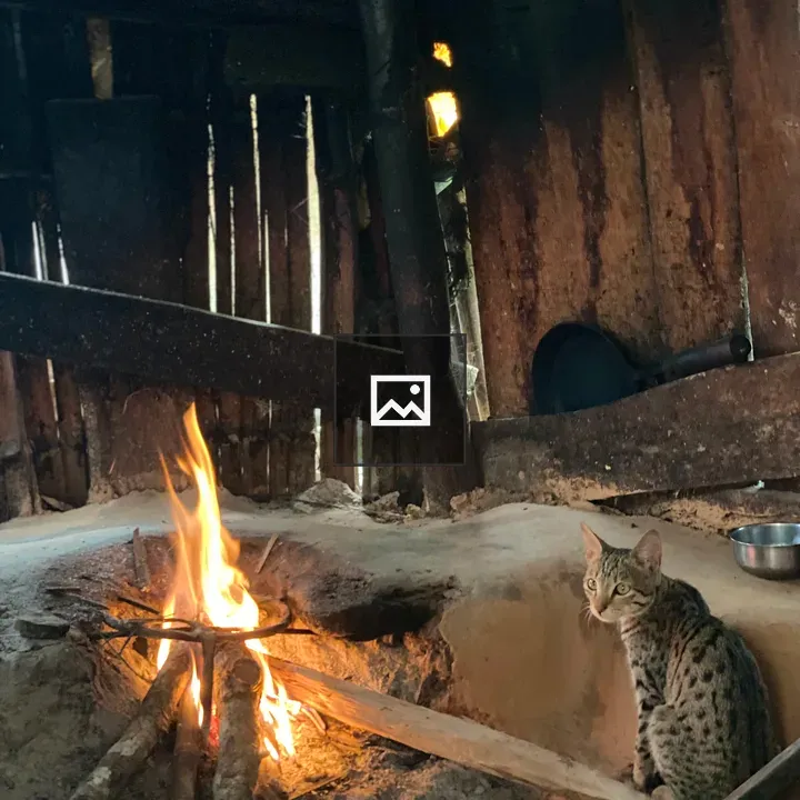 Rustic indoor scene with cat