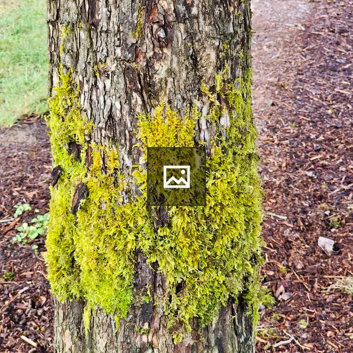 Moss on Tree Trunk
