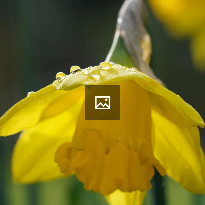 Dew on Daffodil Petals