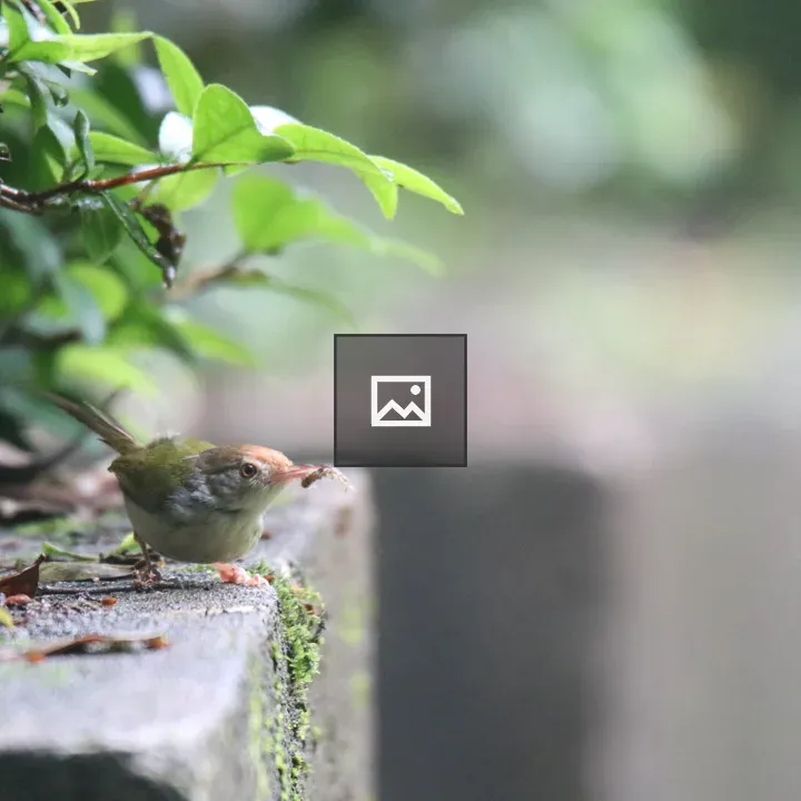 Common Tailor Bird on Mossy Ledge