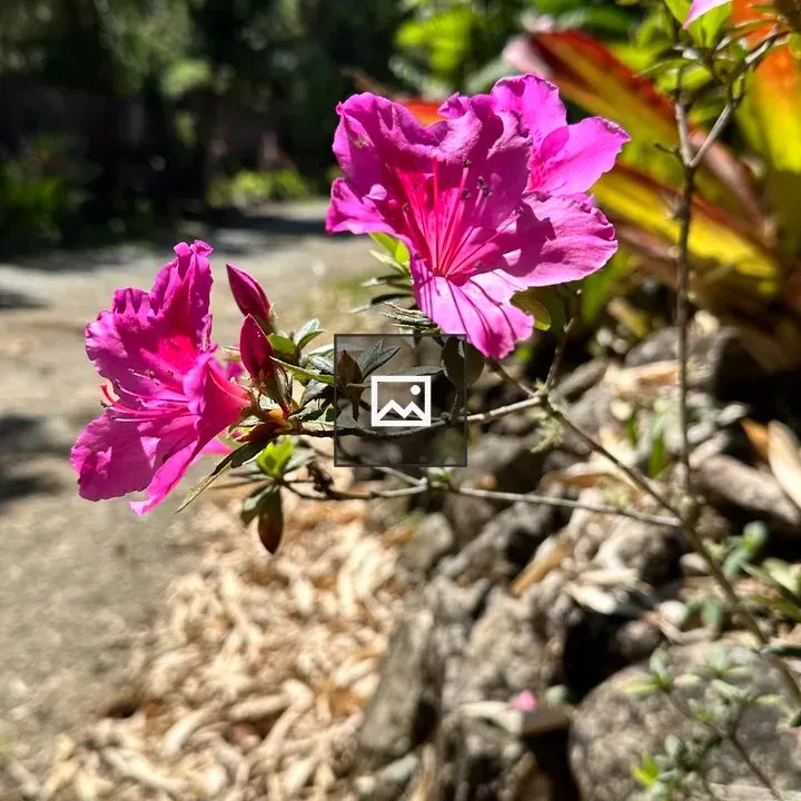 Pink flowers along a path