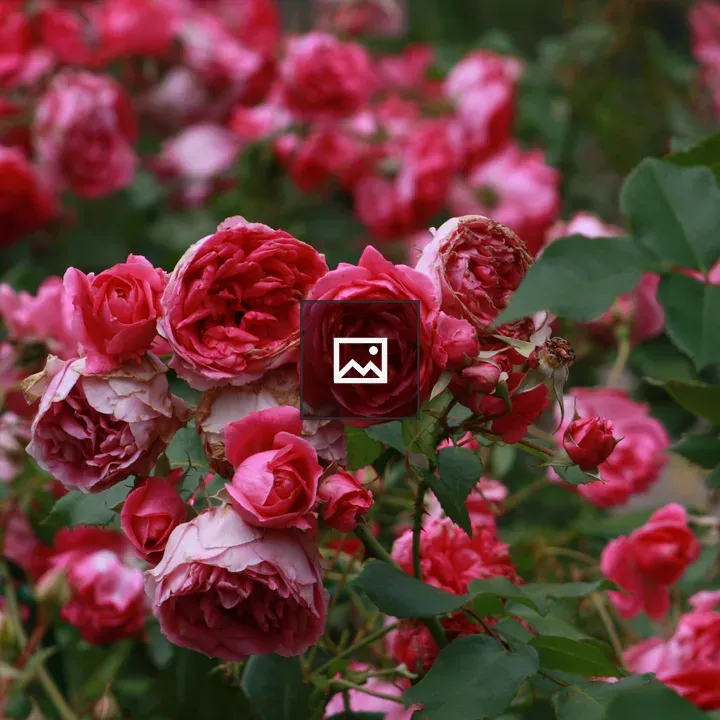 Red Roses