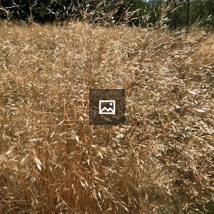 Dried field grass in sun