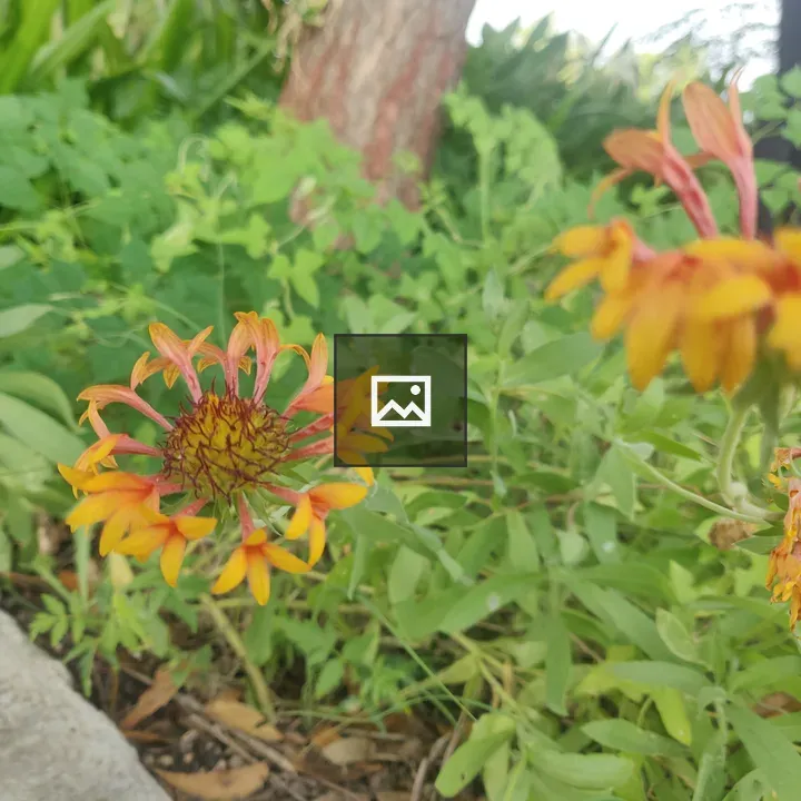 Small yellow and orange flower