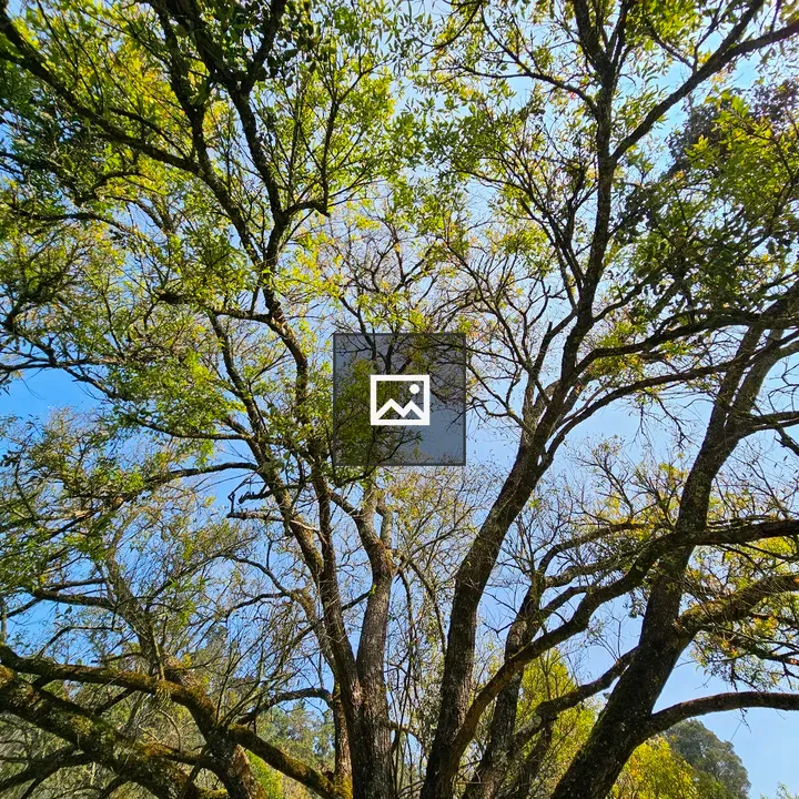 Top view of a grand oak tree