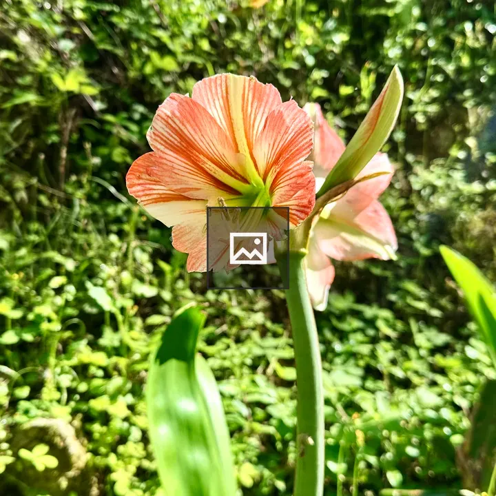 Blooming flower close-up
