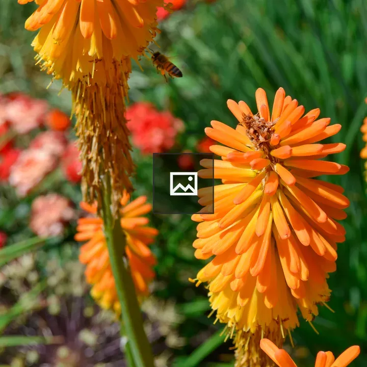 Common red hot poker plant