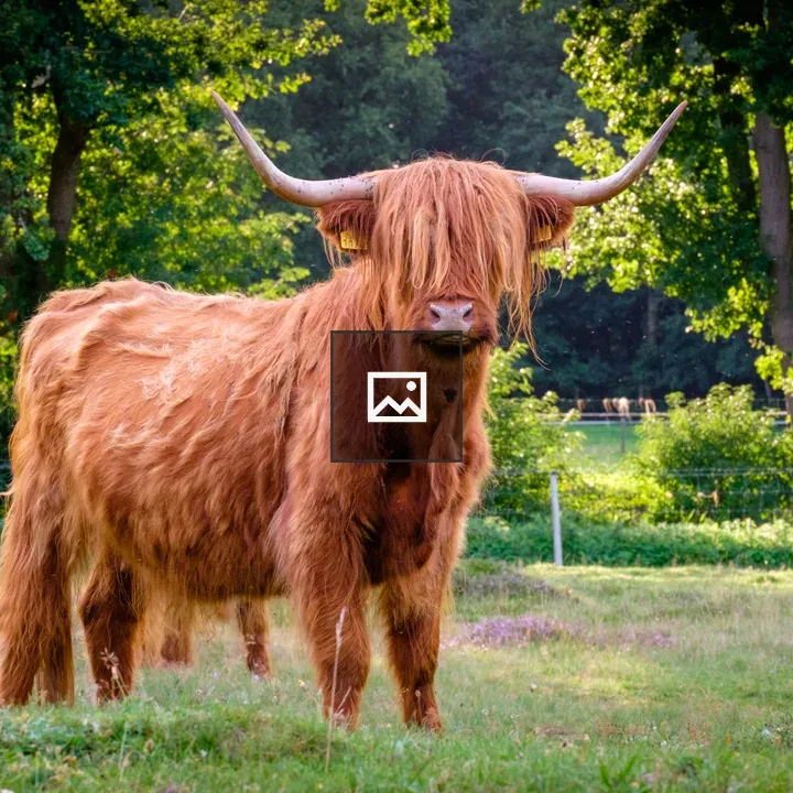 Scottish Highlander cow