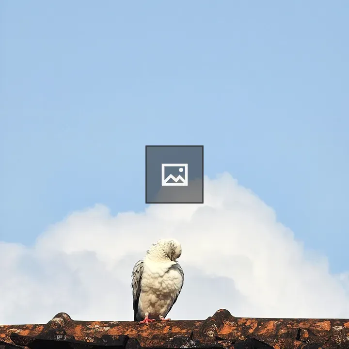 White pigeon on red-tiled roof