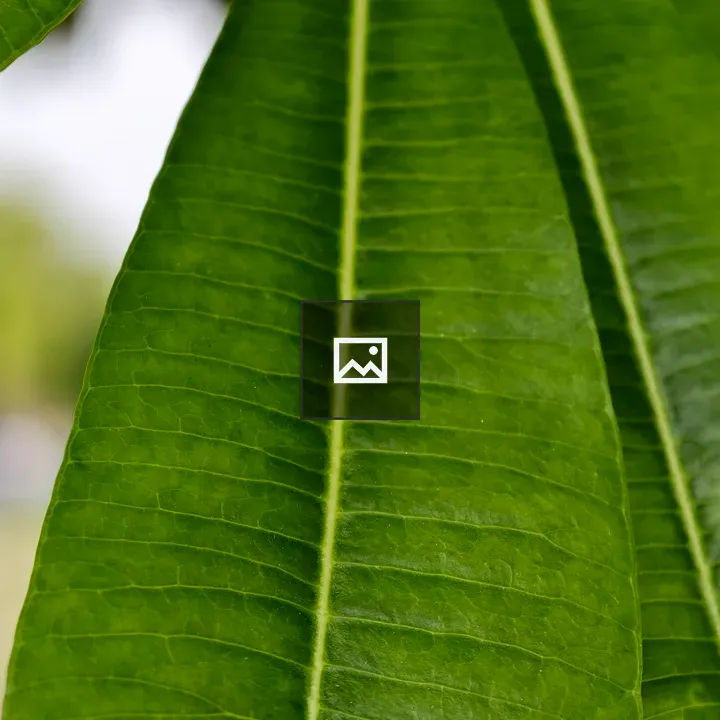Green tropical leaf macro