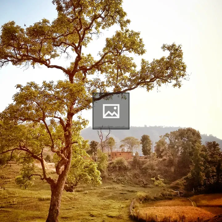 Tree in outdoor garden