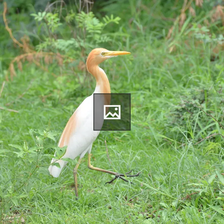 Walking bird