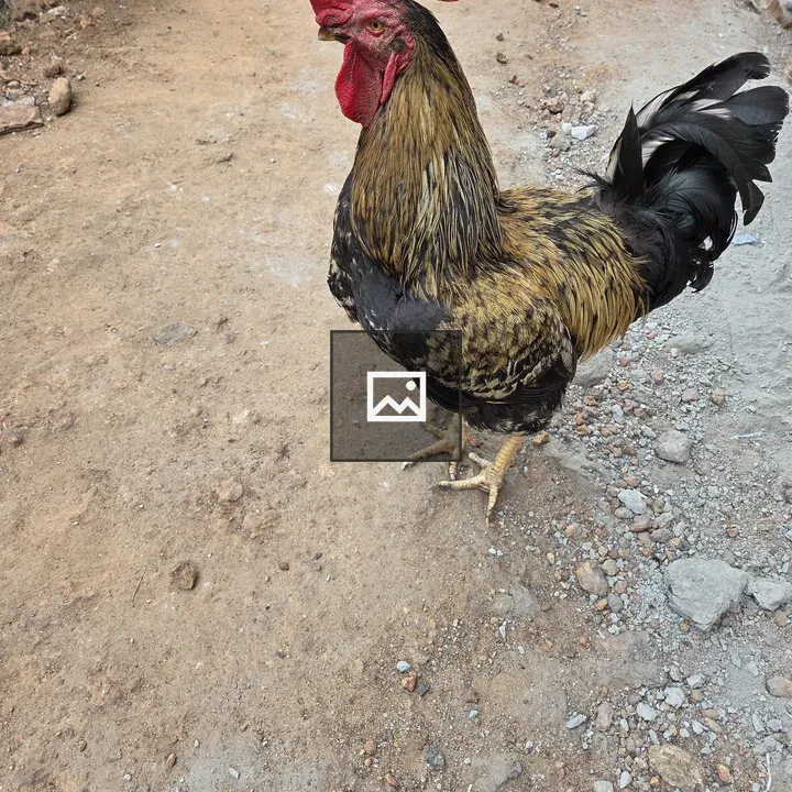 Rooster on dirt ground