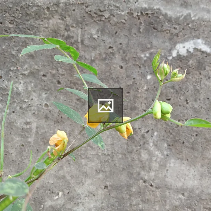 Yellow flowering plant close-up
