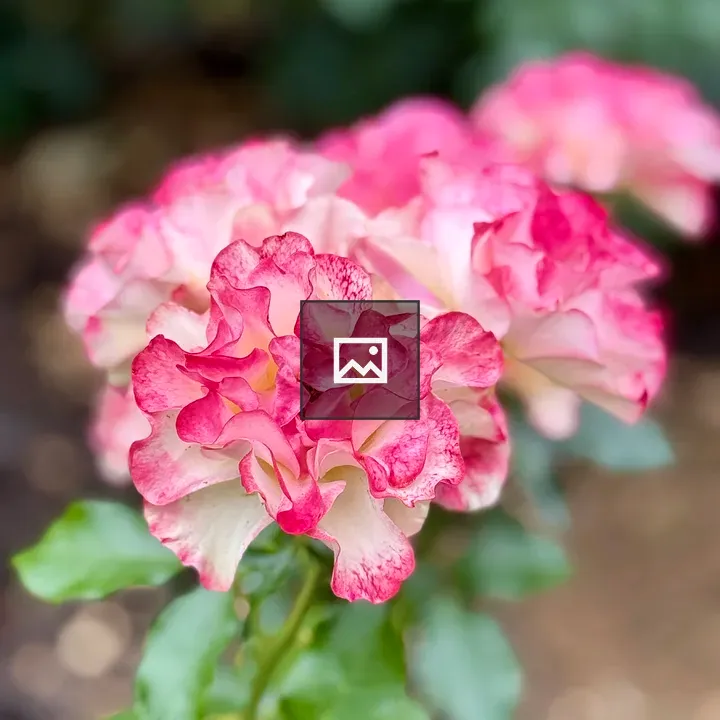 Delicate rose in soft evening light