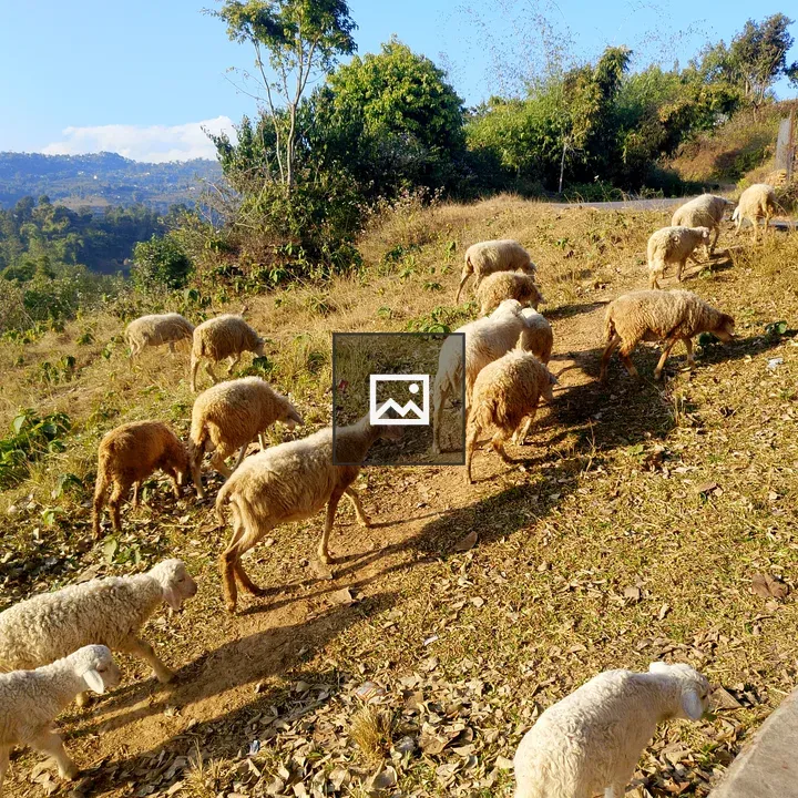 Sheep Grazing on hillside