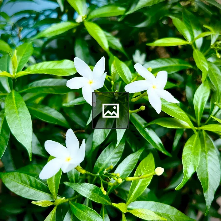 Elegant white flower