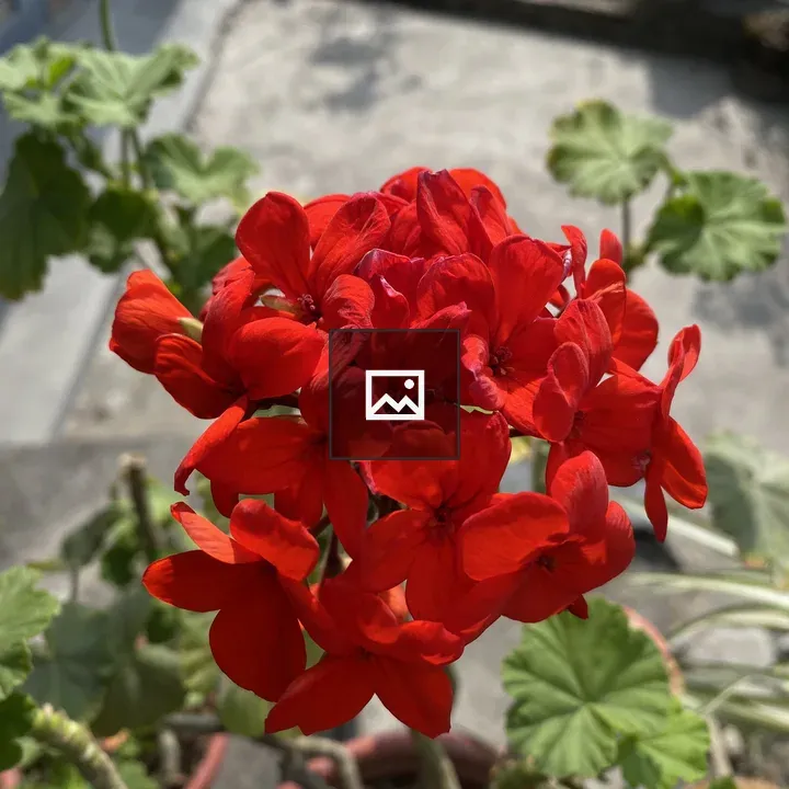 Bright red geranium flowers