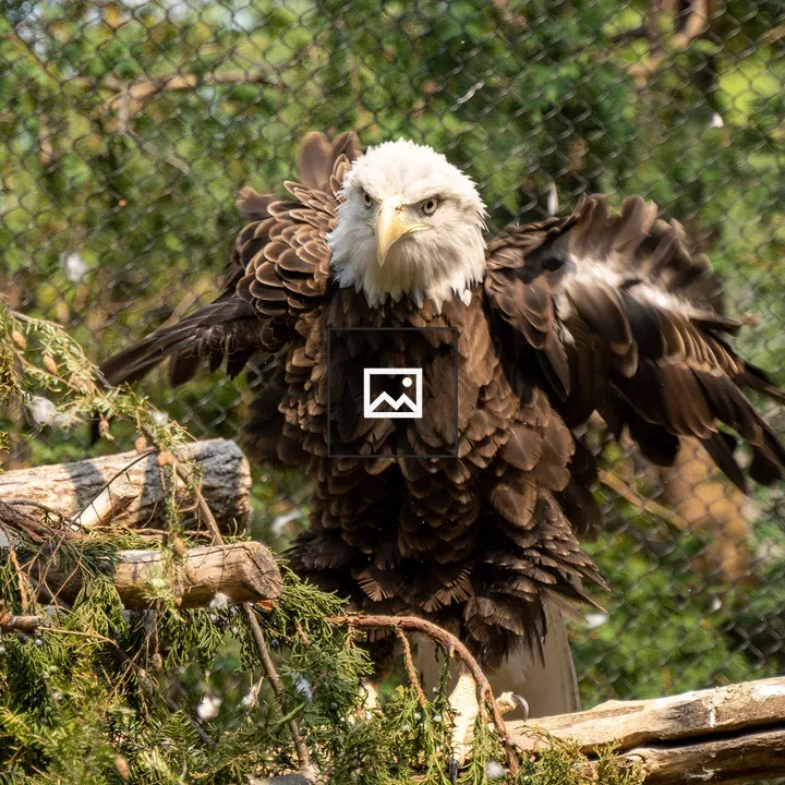 Bald eagle at the Cleveland Zoo