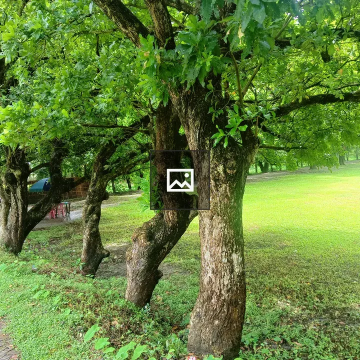 Row of trees along pathway