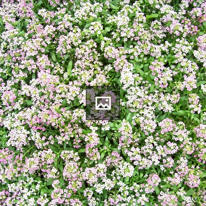 Sweet alyssum flower