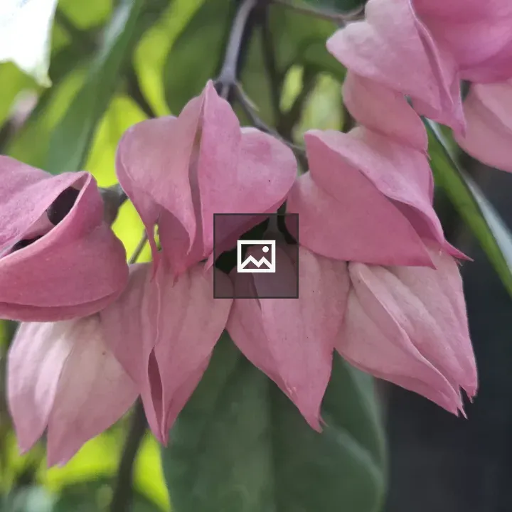 Pink floral blooms cluster