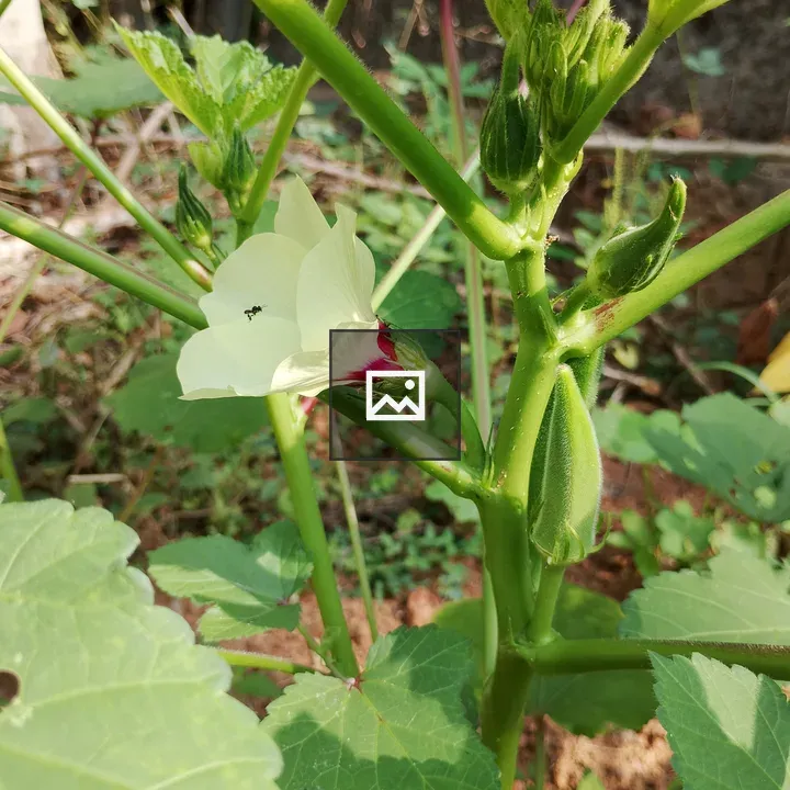 Okra Plant with Yellow Flower