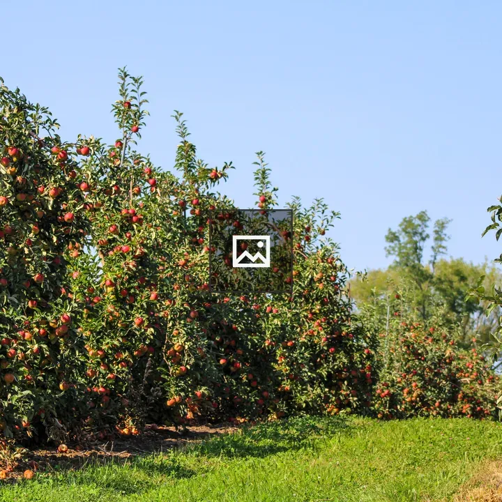 Rows of apple trees