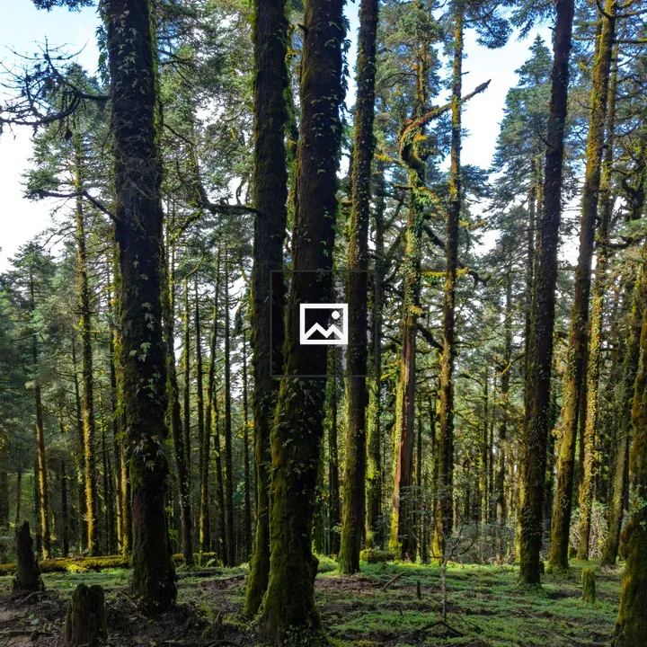 Dense forest with mossy trees