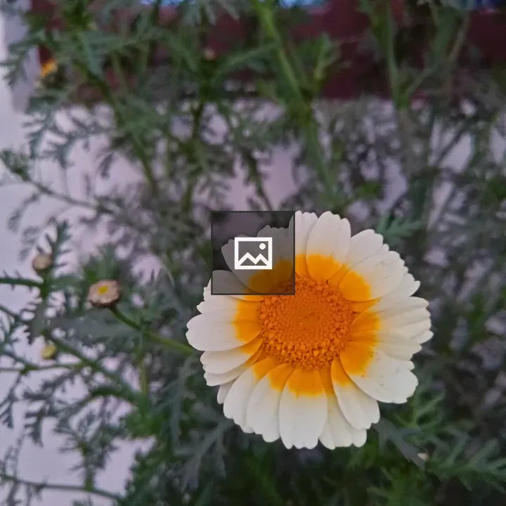 Flower seen in the street