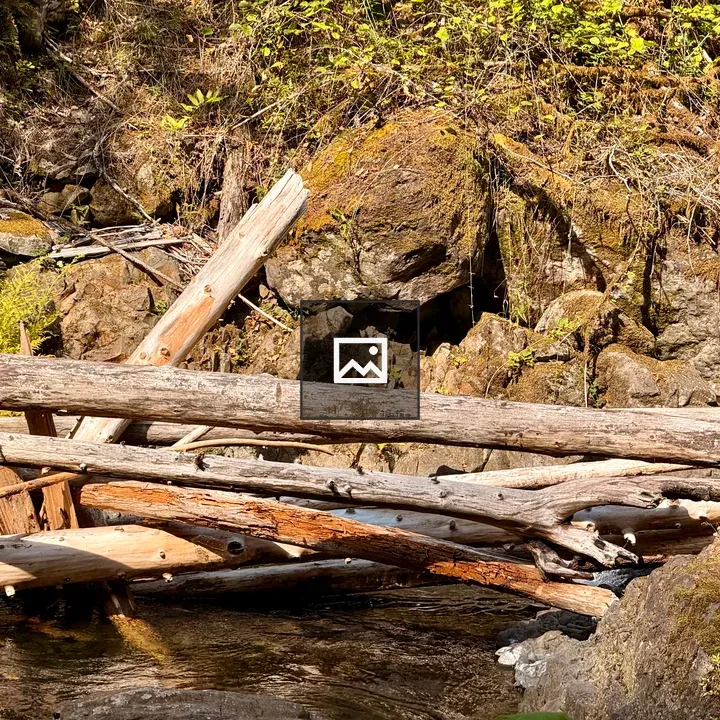 Logs over a forest creek