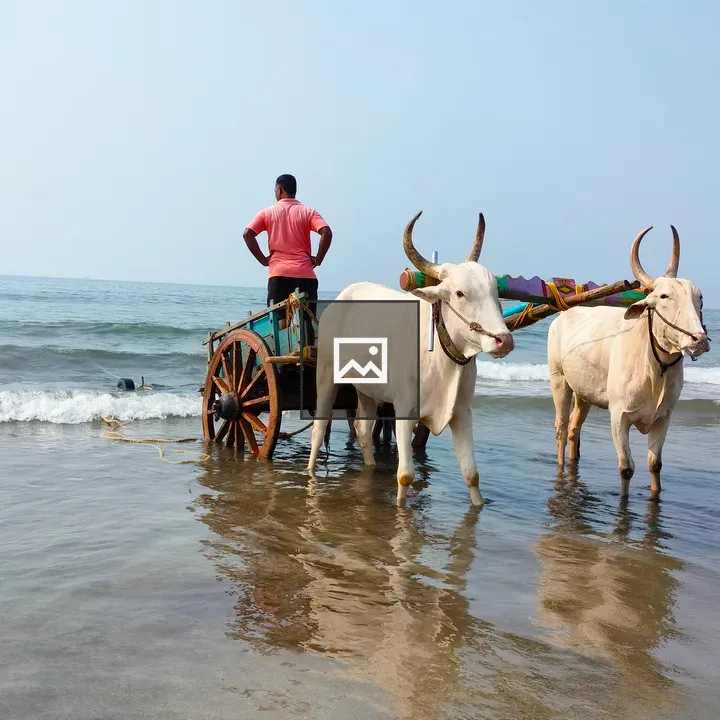 Bullock cart on the beach